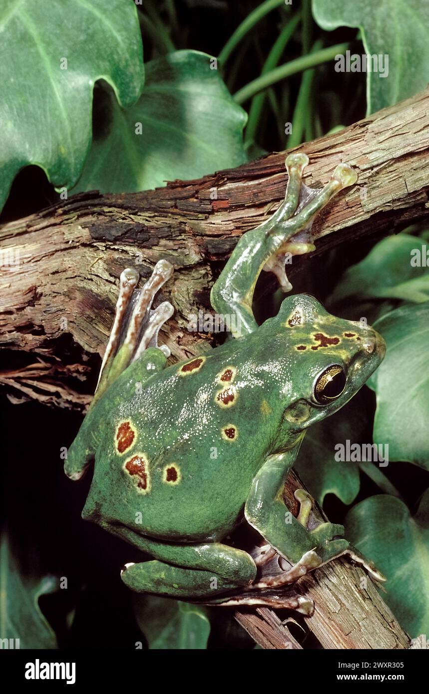 Grenouille volante chinoise (Zhangixalus dennysi) alias : grenouille volante chinoise, grenouille fouettante de Blanford, grenouille d'arbre de grande taille et grenouille fouettante de Denny. Banque D'Images