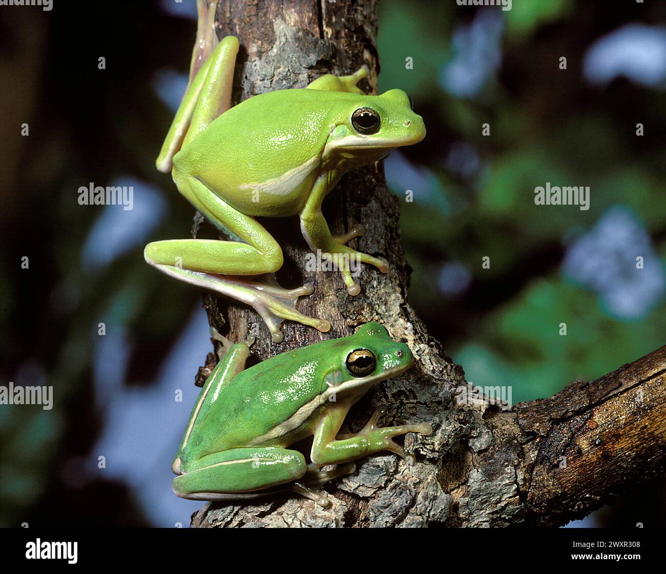 Grenouilles vertes américaines (Hyla cinerea) Banque D'Images