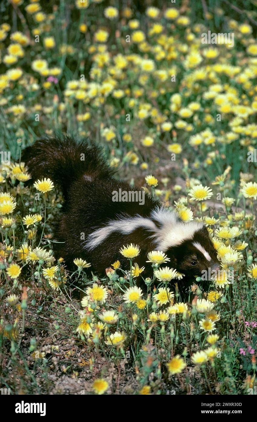 Skunk rayé dans un patch de fleurs sauvages Banque D'Images