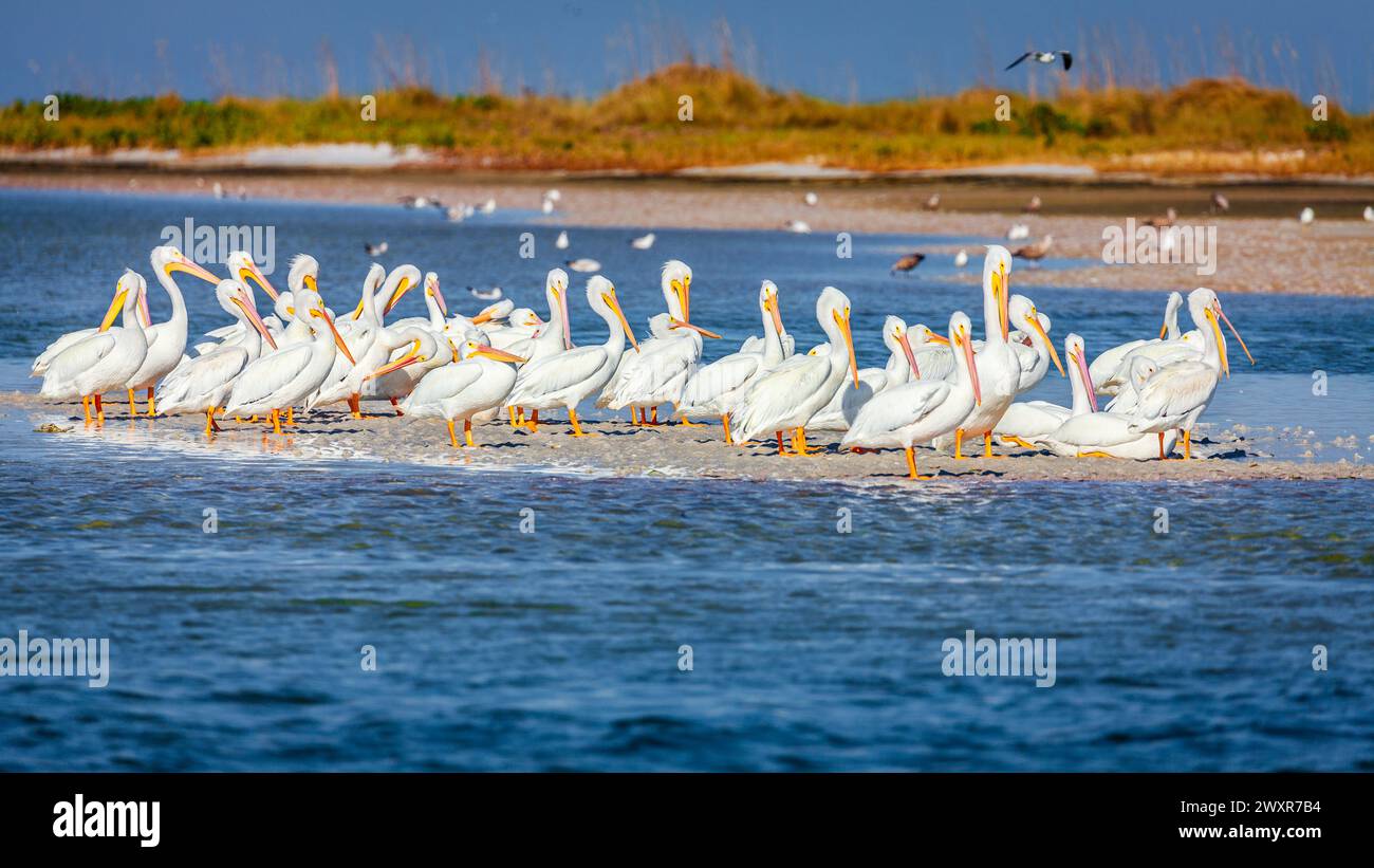 Un groupe de pélicans au bord de la plage du Fort DeSoto County Park en préparé Petersburg, Floride. Banque D'Images