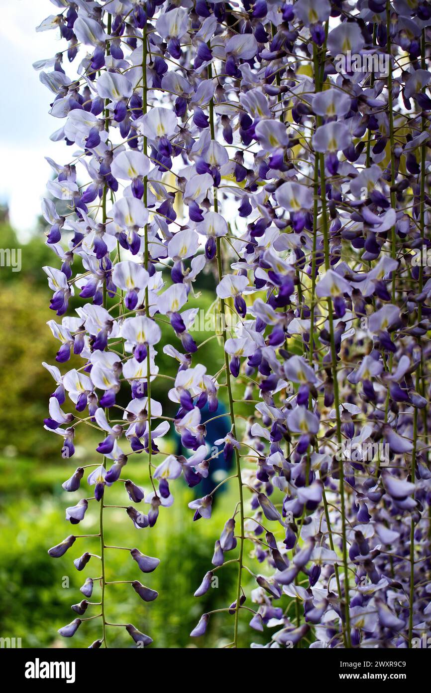 Wisteria violet et blanc suspendu dans les jardins Hermannshof à Weinheim, en Allemagne, un jour de printemps. Banque D'Images