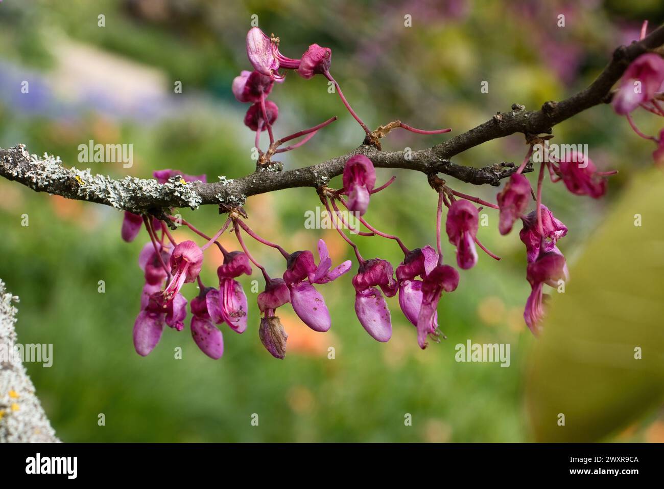Branche avec des fleurs roses de Redbud Tree de l'est un jour de printemps aux jardins Hermannshof à Weinheim, en Allemagne. Banque D'Images