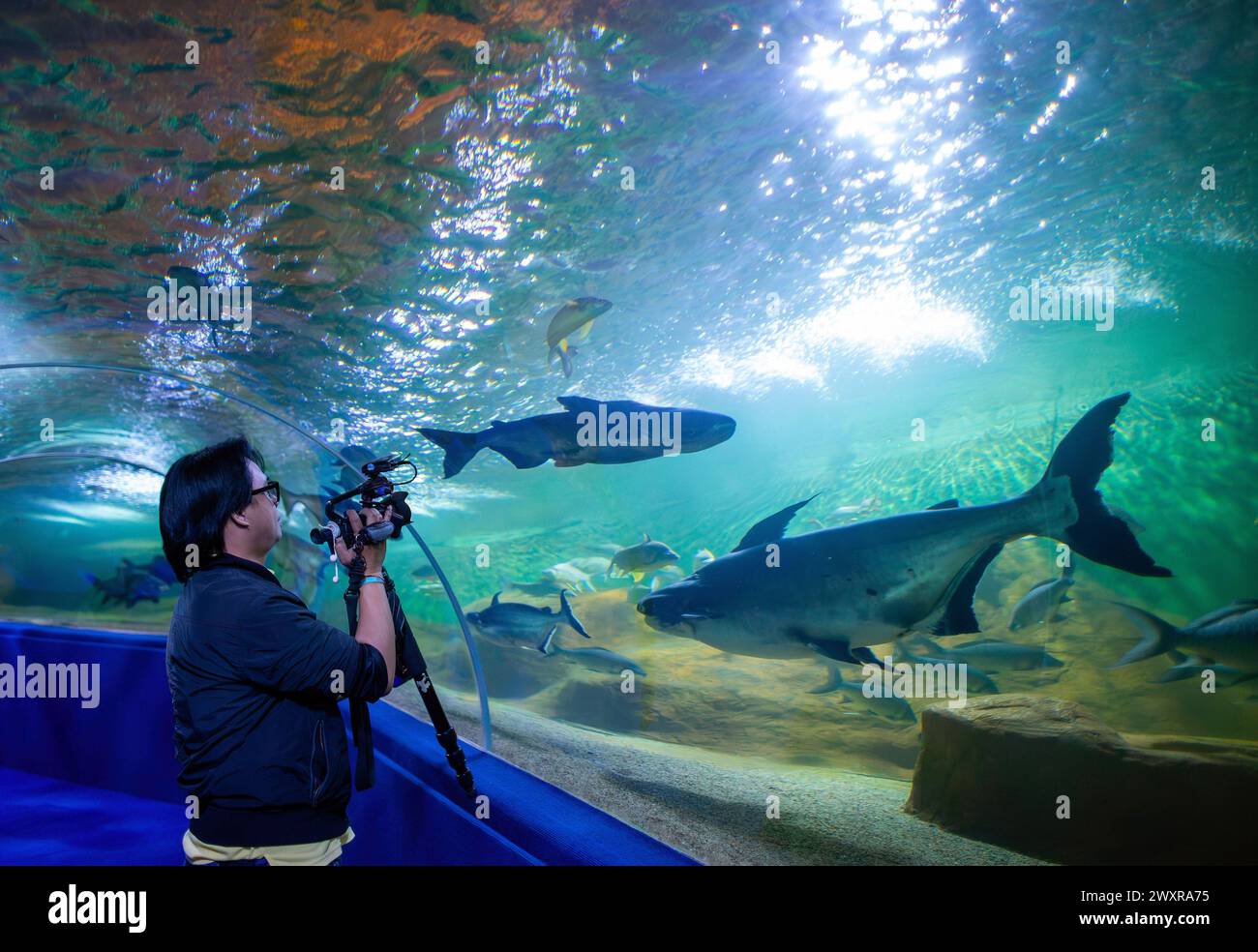 Chiang mai, Thaïlande. 01st Apr, 2024. Un visiteur enregistre une vidéo de différents poissons à Chiang mai Zoo Aquarium, à Chiang mai. Le Chiang mai Zoo Aquarium il y a un tunnel souterrain dans le bâtiment qui est un tunnel d'eau douce et un tunnel maritime et reliés entre eux par un chemin de marche automatique et est le plus long en Asie du Sud-est et la longueur totale est de 133 mètres. La longueur du tunnel maritime est de 66,5 mètres et le tunnel d'eau douce est de 66,5 mètres. Crédit : SOPA images Limited/Alamy Live News Banque D'Images