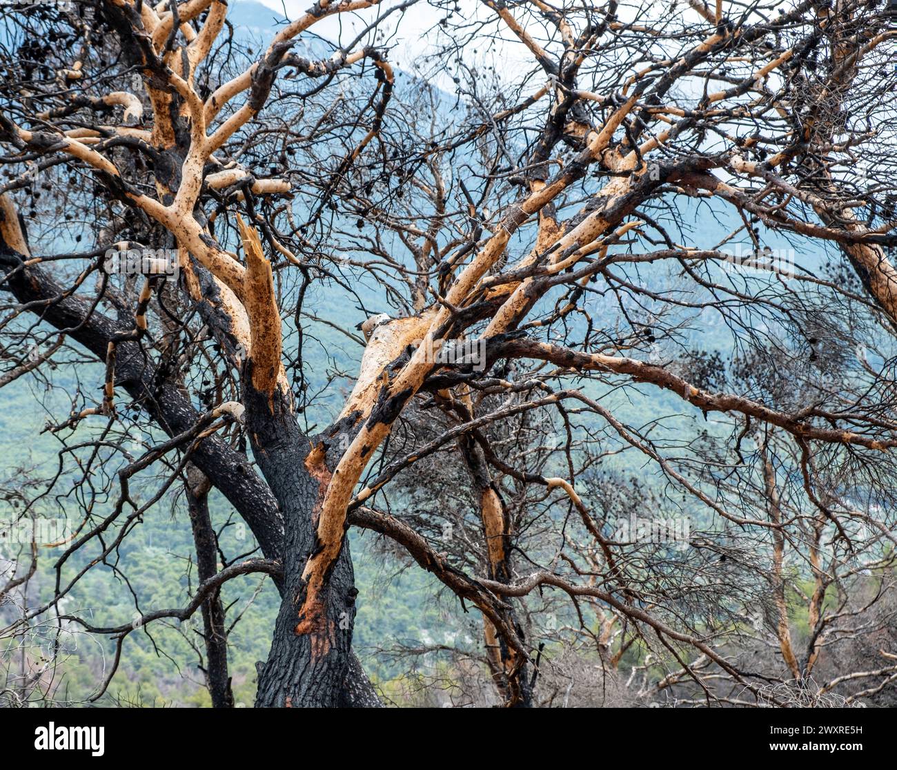 Forêt brûlée avec arbre carbonisé sur fond d'arbre frais flou. Vue rapprochée du tronc sec et de la branche après l'incendie. Nature morte. Banque D'Images