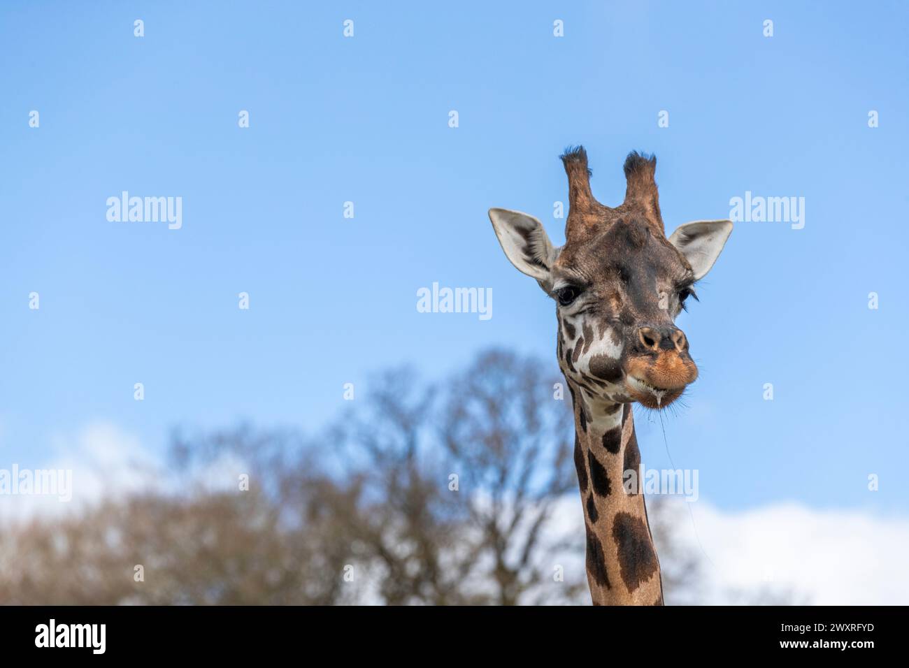 Drôle de girafe. Les girafes de Rothschild. Jour férié au parc safari Longleat. Banque D'Images