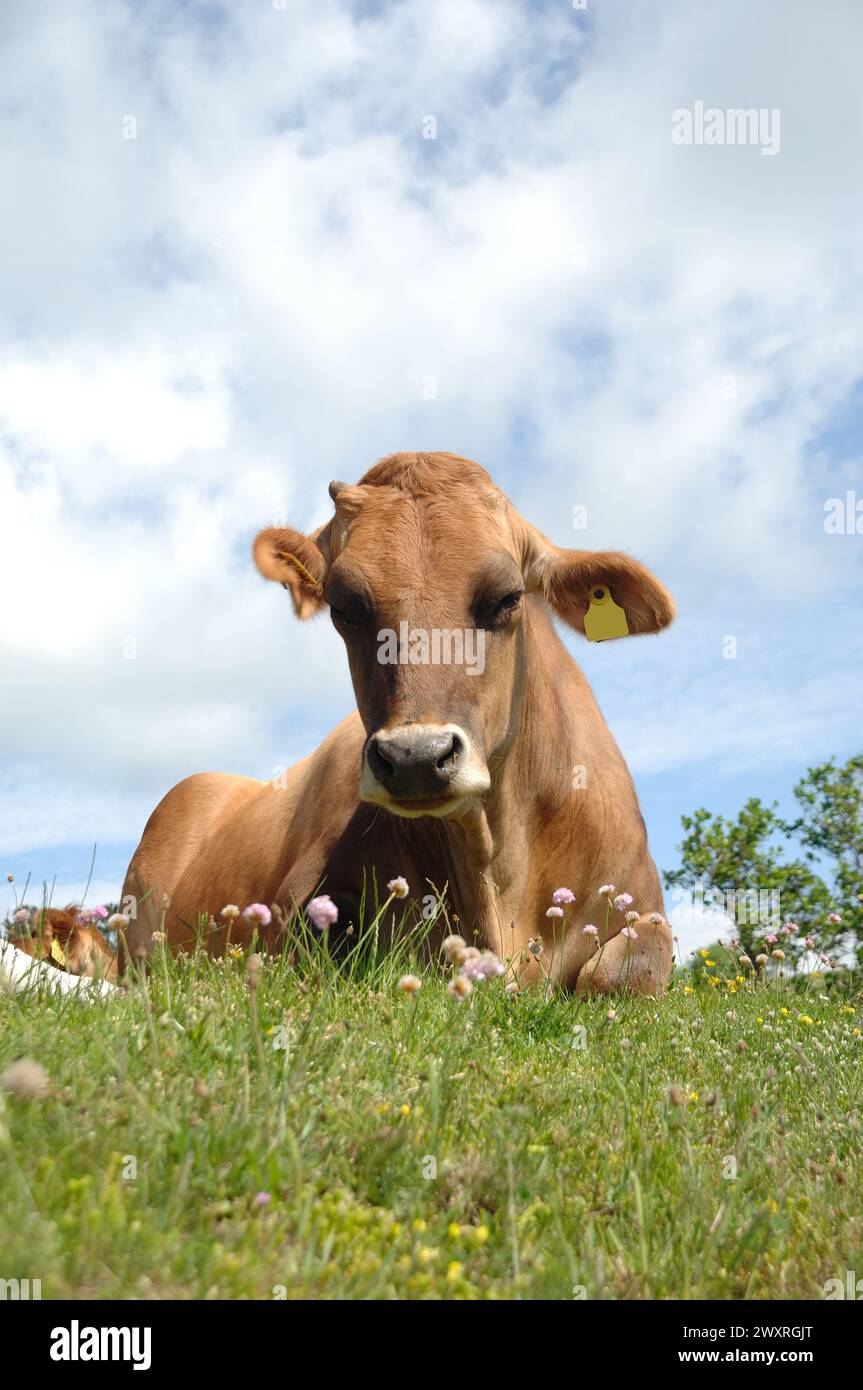 Le visage de la vache triste repose sur l'herbe verte Banque D'Images