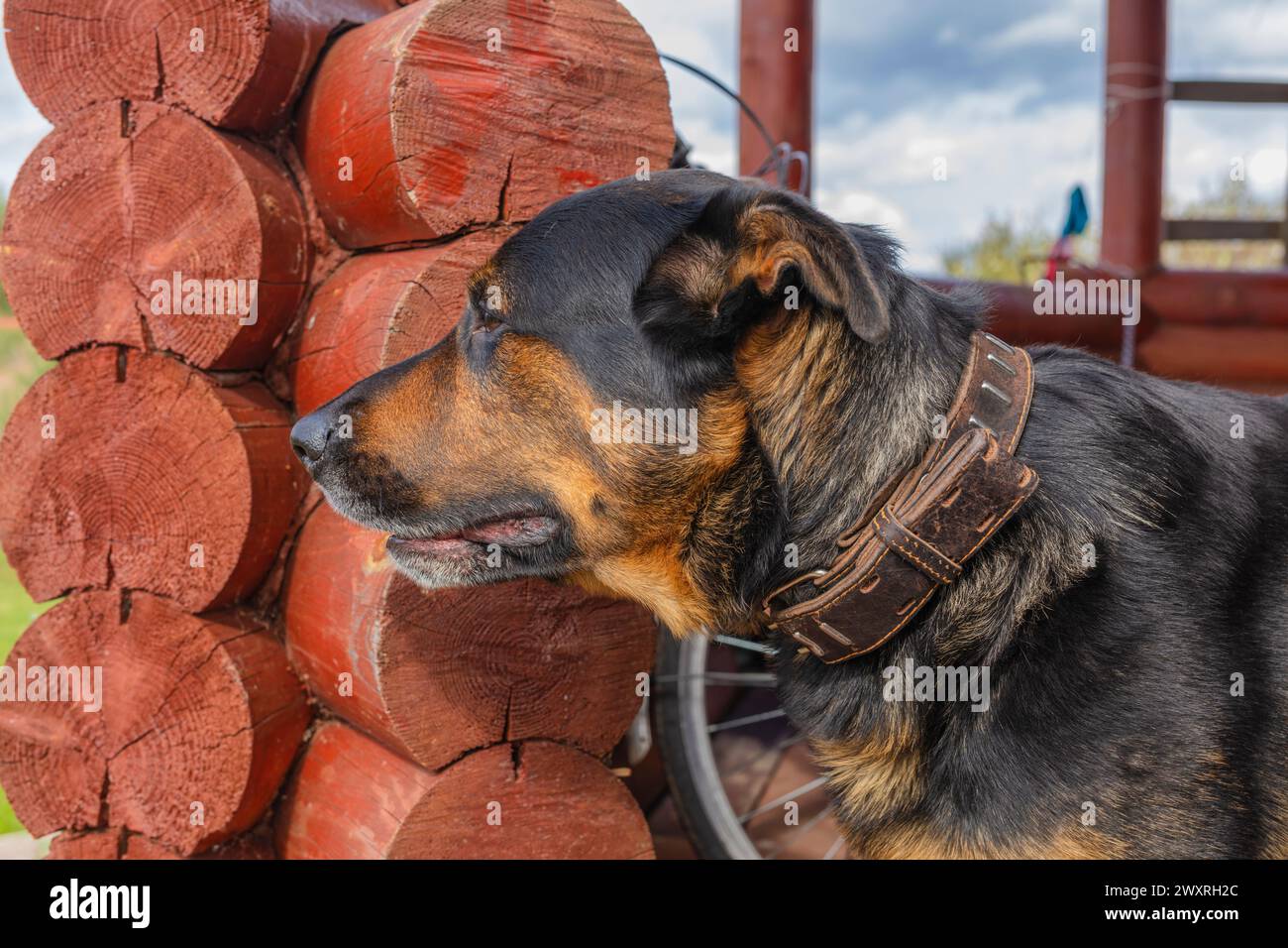 Chien Rottweiler assis près de la maison, chien de garde Banque D'Images