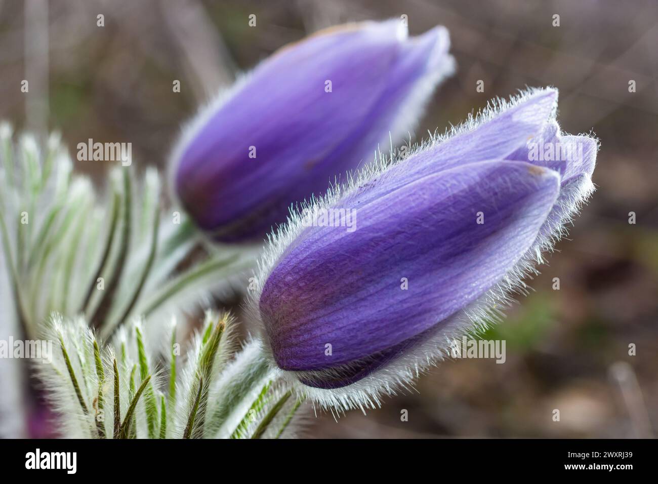 Pulsatilla slavica. Fleur de printemps dans la forêt. Une belle plante pourpre et moelleuse qui fleurit au début du printemps. Disparition des fleurs de printemps. Banque D'Images