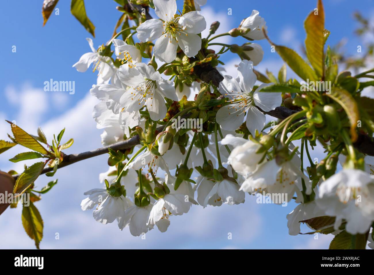 Foyer sélectif de belles branches de cerisiers en fleurs sur l'arbre sous ciel bleu, belles fleurs Sakura pendant la saison de printemps dans le parc, Floral Banque D'Images