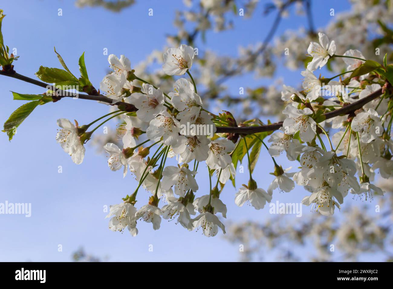 Foyer sélectif de belles branches de cerisiers en fleurs sur l'arbre sous ciel bleu, belles fleurs Sakura pendant la saison de printemps dans le parc, Floral Banque D'Images