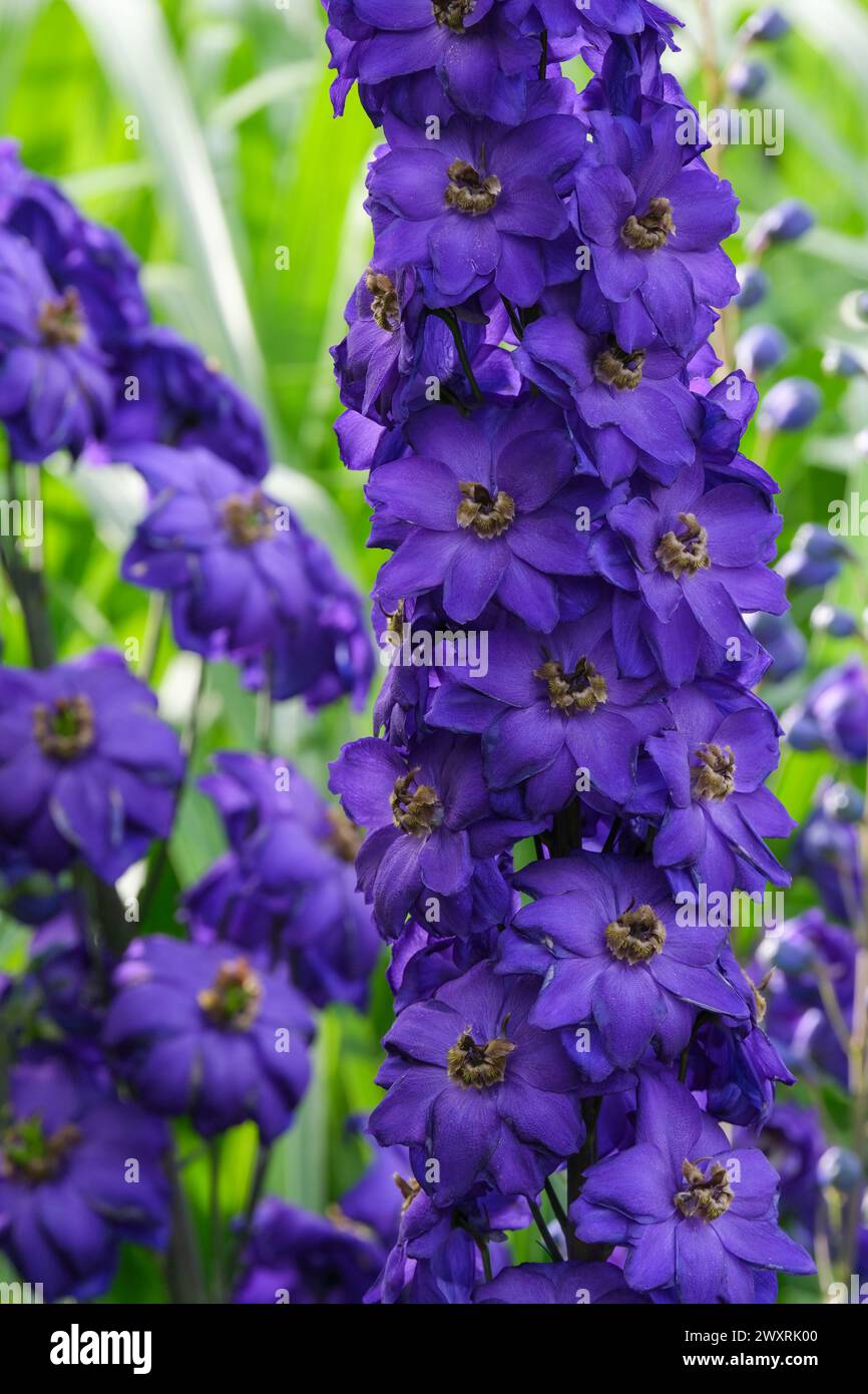 Delphinium Black Knight, flèches semi-doubles, fleurs violettes profondes, yeux noirs Banque D'Images