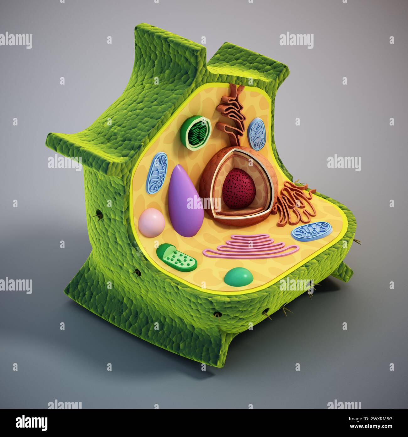 Structure cellulaire végétale. Illustration 3D. Banque D'Images