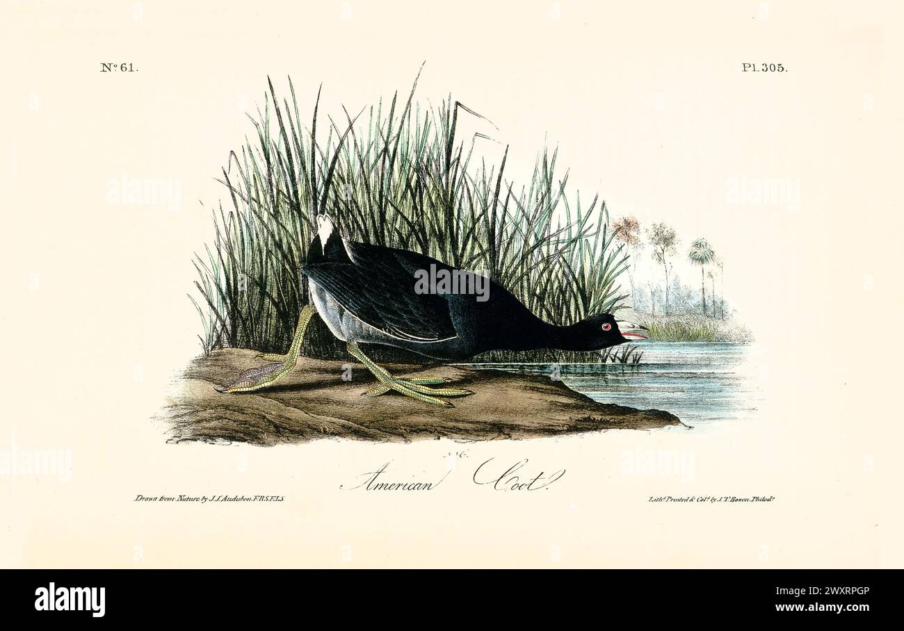 American Coot près du bord de l'eau avec les yeux rouges et bec blanc, entouré de plantes de marais. Par J.J. Audubon : Birds of America, 1840 Banque D'Images