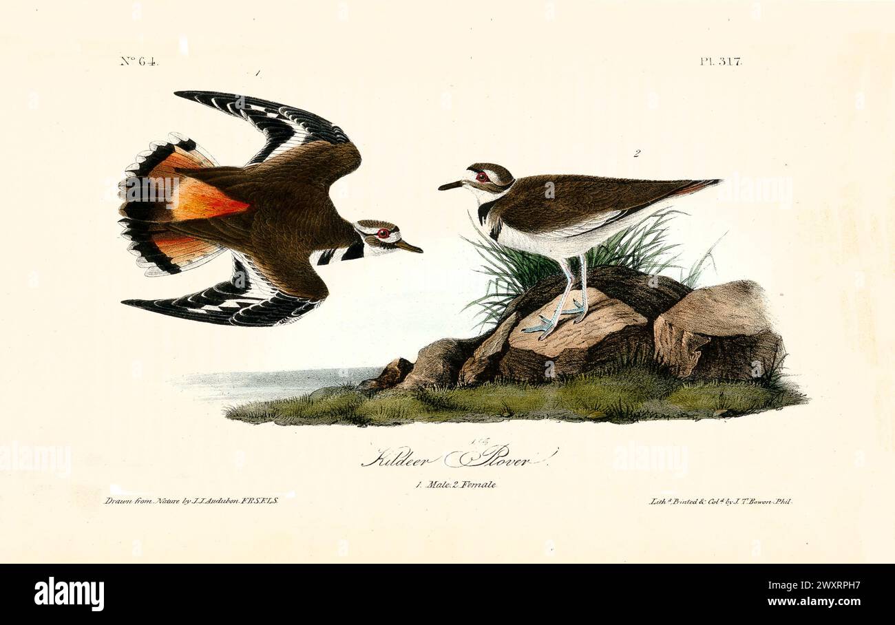 Ancienne illustration gravée du pluvier de Kildeer (Charadrius vociferus). Par J.J. Audubon : Birds of America, Philadelphie, 1840 Banque D'Images