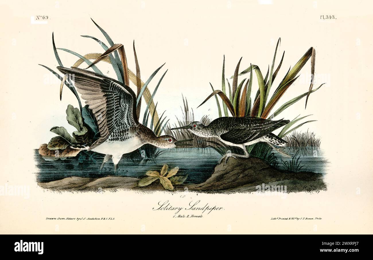 Pipers de sable solitaires, mâle et femelle, dans une scène de zone humide parmi les roseaux et les plantes aquatiques, un en vol. Par J.J. Audubon : Birds of America, 1840 Banque D'Images