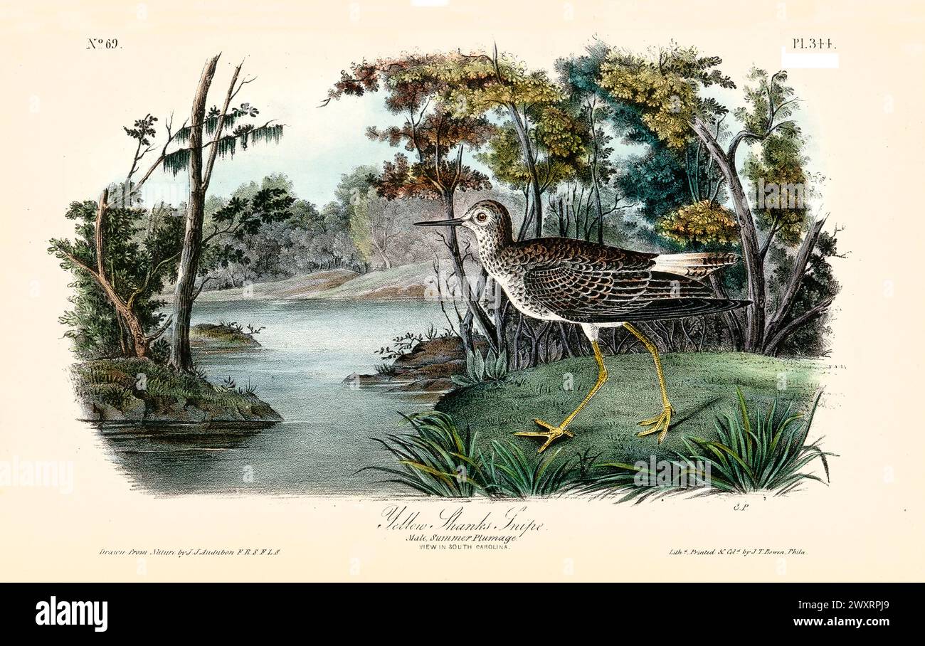 Yellow Shanks Snipe en plumage d'été, mâle, montré marchant près d'une rive calme en Caroline du Sud. Par J.J. Audubon : Birds of America, 1840 Banque D'Images
