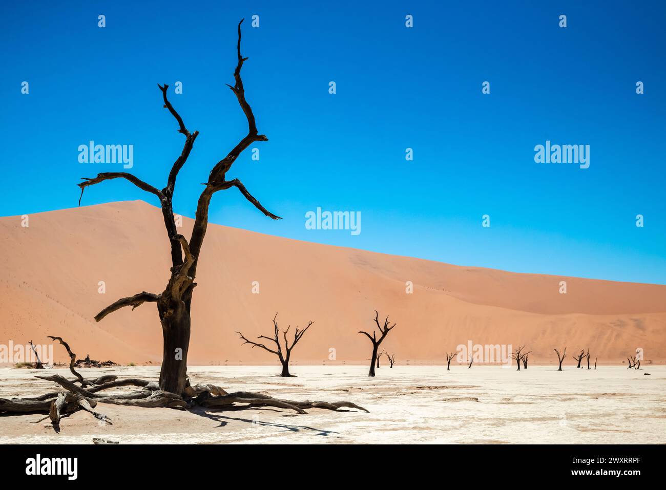Une vue panoramique des arbres fossilisés parmi les dunes de sable à Deadvlei, Namibie Banque D'Images