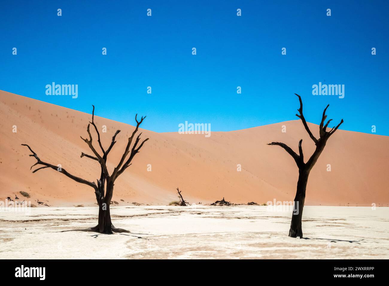 Une vue panoramique des arbres fossilisés parmi les dunes de sable à Deadvlei, Namibie Banque D'Images