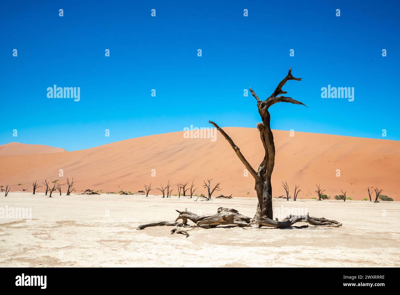 Une vue panoramique des arbres fossilisés parmi les dunes de sable à Deadvlei, Namibie Banque D'Images