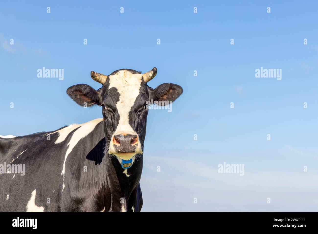 Vache à cornes regardant le bord, une tête d'une jolie amicale noire et blanche, et fond bleu avec espace de copie Banque D'Images