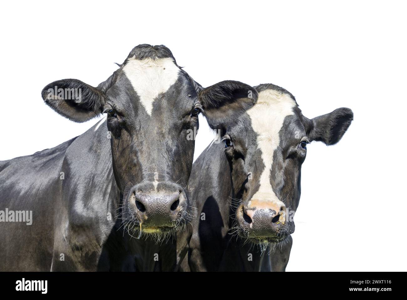 Deux têtes de vache côte à côte, ensemble, vaches sur blanc avec des yeux rêveurs, visages noir et blanc avec fond découpé Banque D'Images