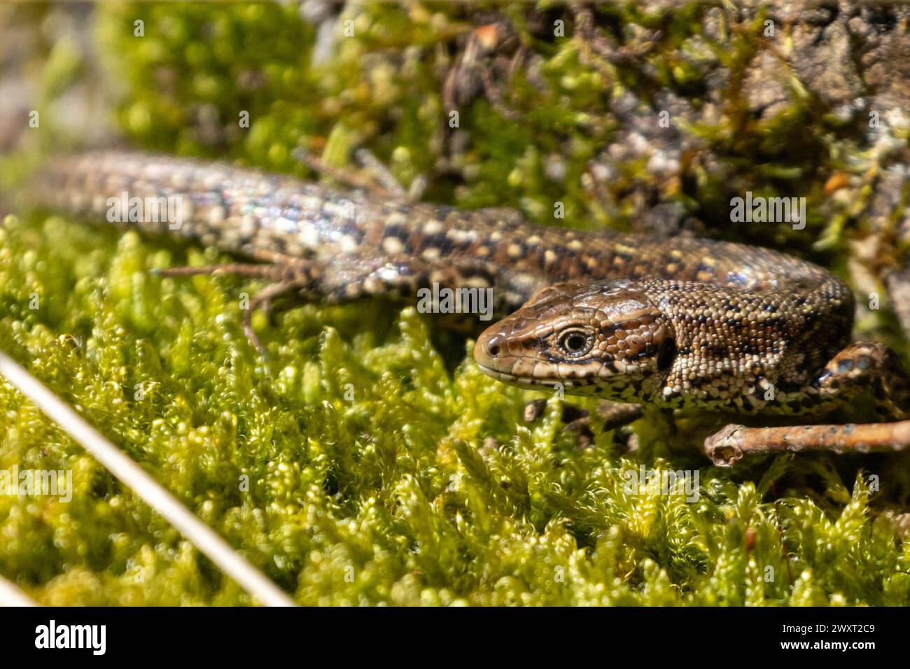 Un lézard commun, Zootoca vivipara, se prélasse sur un arbre couvert de mousse au soleil printanier. Sussex, Royaume-Uni Banque D'Images