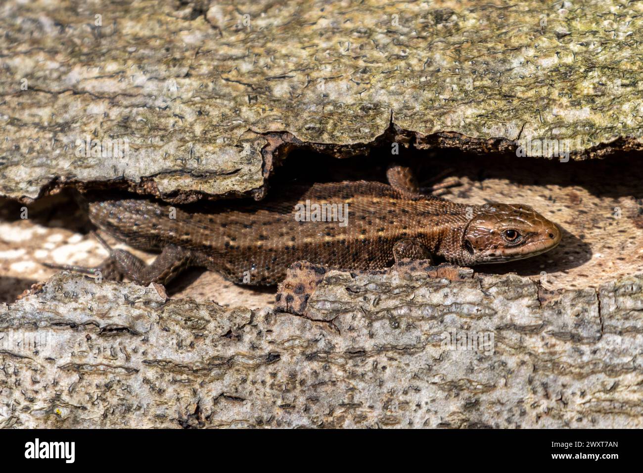 Un lézard commun, Zootoca vivipara trouve une cachette pour se prélasser parmi les fissures de l'écorce sur un arbre tombé. Sussex, Royaume-Uni Banque D'Images
