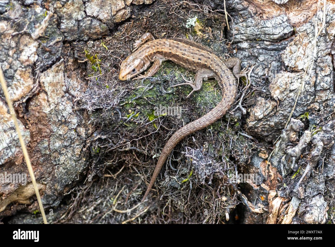 Un lézard commun, Zootoca vivipara trouve une cachette pour se prélasser parmi les fissures de l'écorce sur un arbre tombé. Sussex, Royaume-Uni Banque D'Images