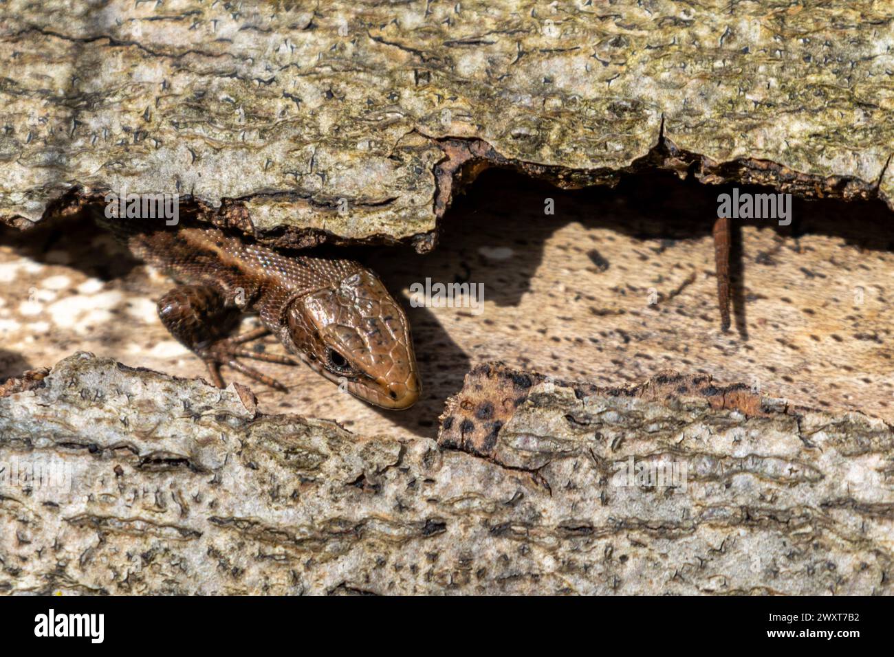 Un lézard commun, Zootoca vivipara trouve une cachette pour se prélasser parmi les fissures de l'écorce sur un arbre tombé. Sussex, Royaume-Uni Banque D'Images
