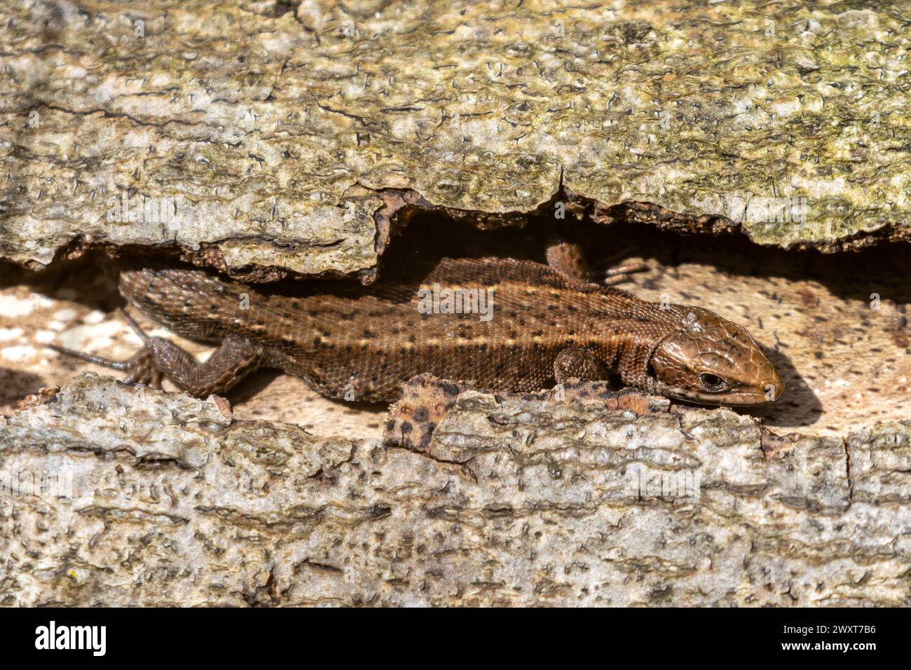 Un lézard commun, Zootoca vivipara trouve une cachette pour se prélasser parmi les fissures de l'écorce sur un arbre tombé. Sussex, Royaume-Uni Banque D'Images