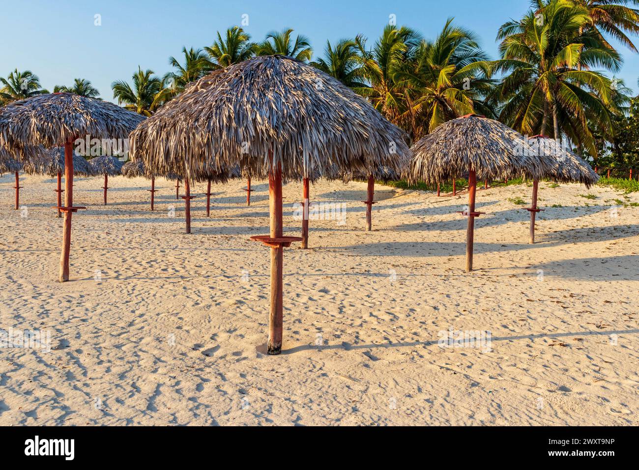 Gros plan de parasols faits de palmiers Banque D'Images