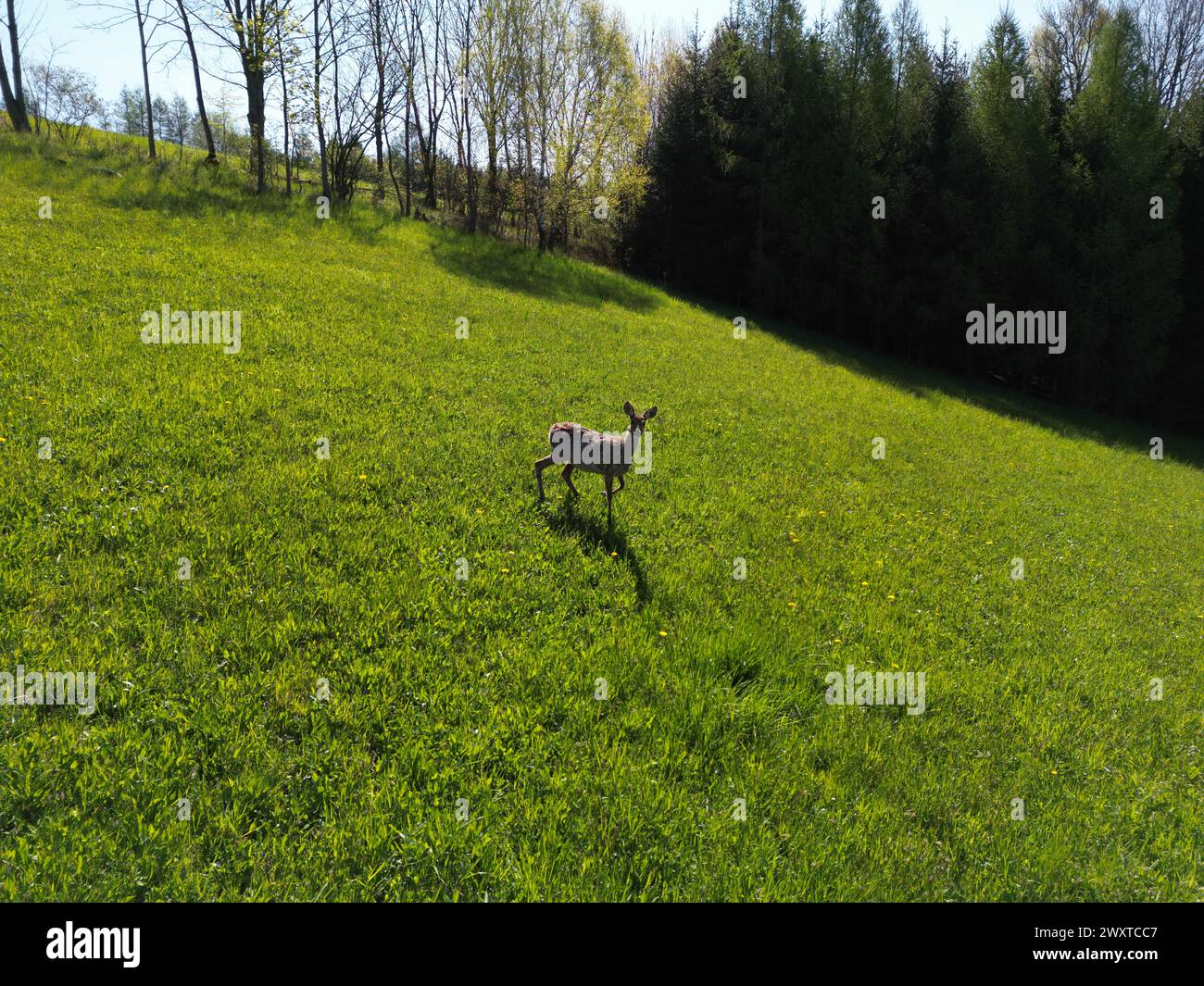 Un jeune cerf dans un champ herbeux par une journée ensoleillée Banque D'Images