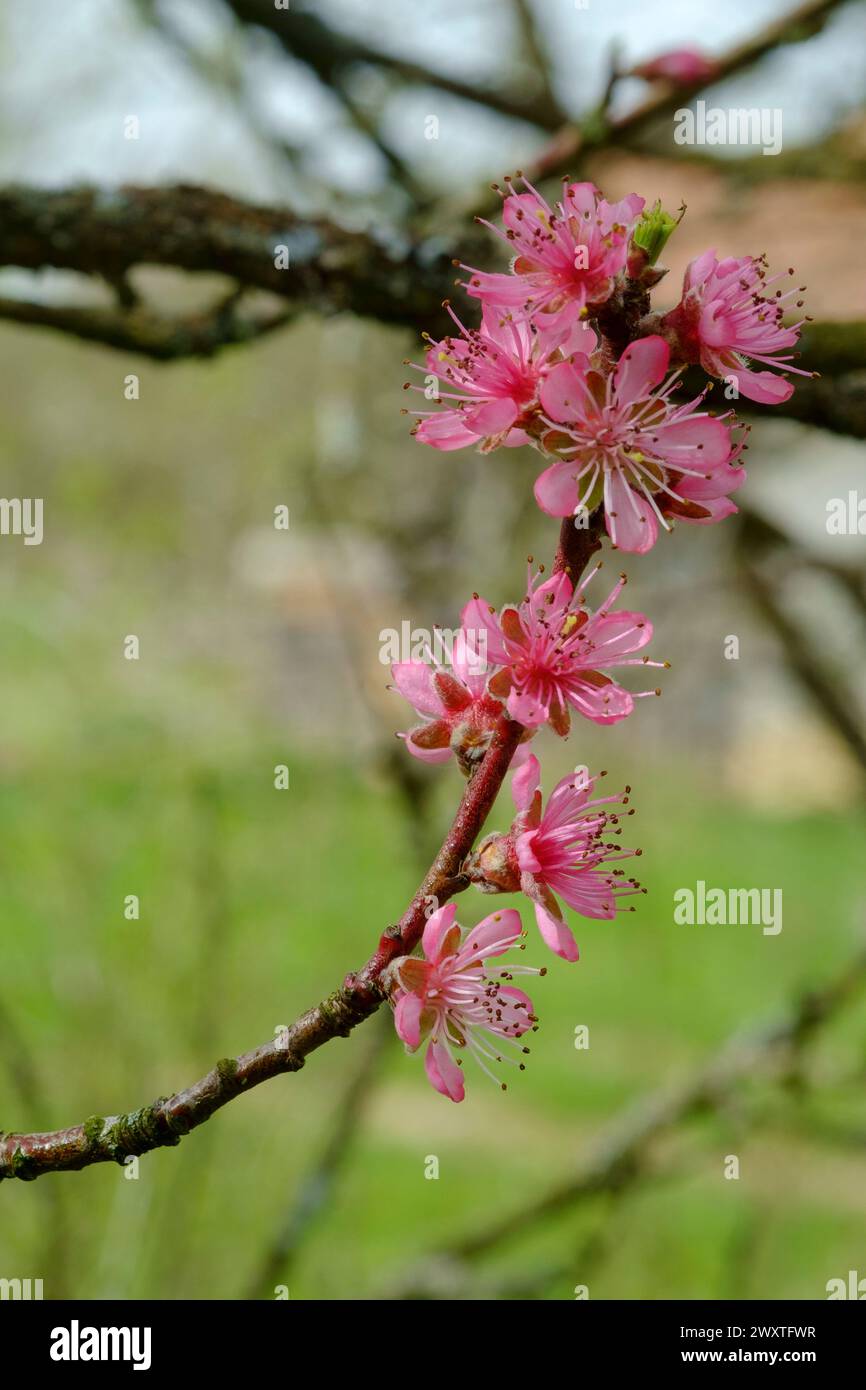 fleur de printemps rose floraison sur le pêcher prunus persica dans le jardin rural zala comté hongrie Banque D'Images