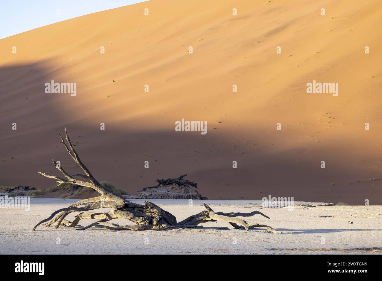 Photo d'un arbre mort dans la salière Deadvlei dans le désert du Namib devant les dunes de sable rouge dans la lumière du matin en été Banque D'Images