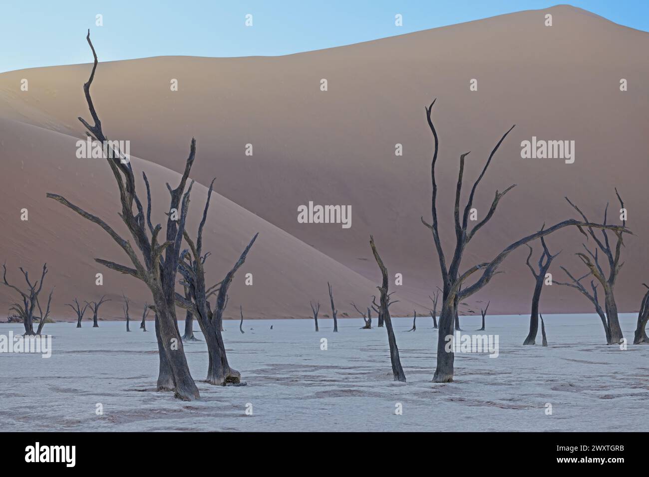 Photo d'un arbre mort dans la salière Deadvlei dans le désert du Namib devant les dunes de sable rouge dans la lumière du matin en été Banque D'Images