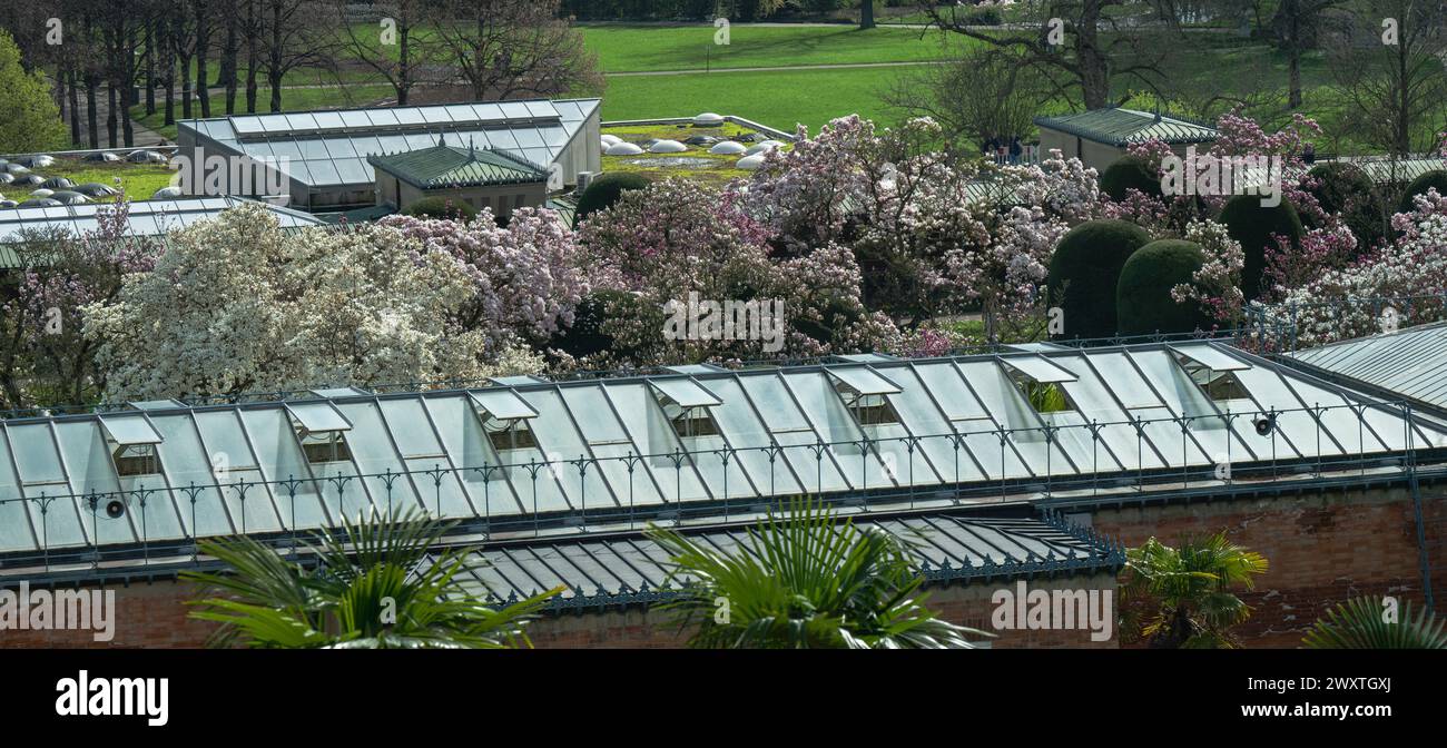 Le magnolia fleurit à Wilhelma Stuttgard. Baden Wuertemberg, Allemagne, Europe Banque D'Images