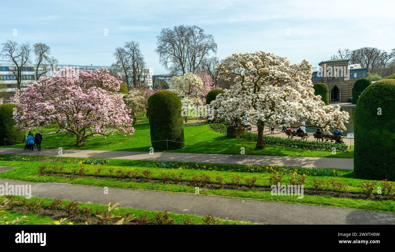 Le magnolia fleurit à Wilhelma Stuttgard. Baden Wuertemberg, Allemagne, Europe Banque D'Images
