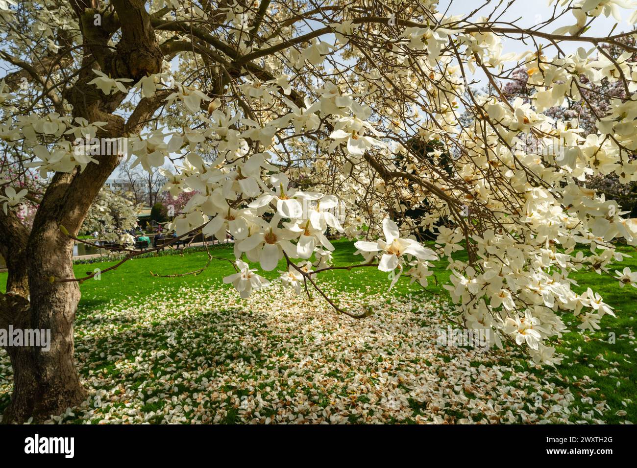 Le magnolia fleurit à Wilhelma Stuttgard. Baden Wuertemberg, Allemagne, Europe Banque D'Images