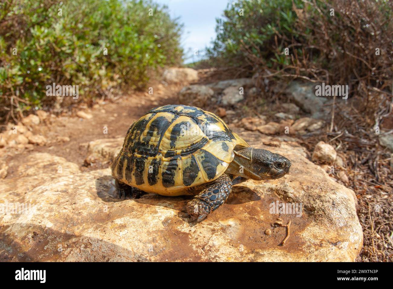 Tortue terrestre après la pluie eau potable près de la mer méditerranée île Minorque nature animal Banque D'Images
