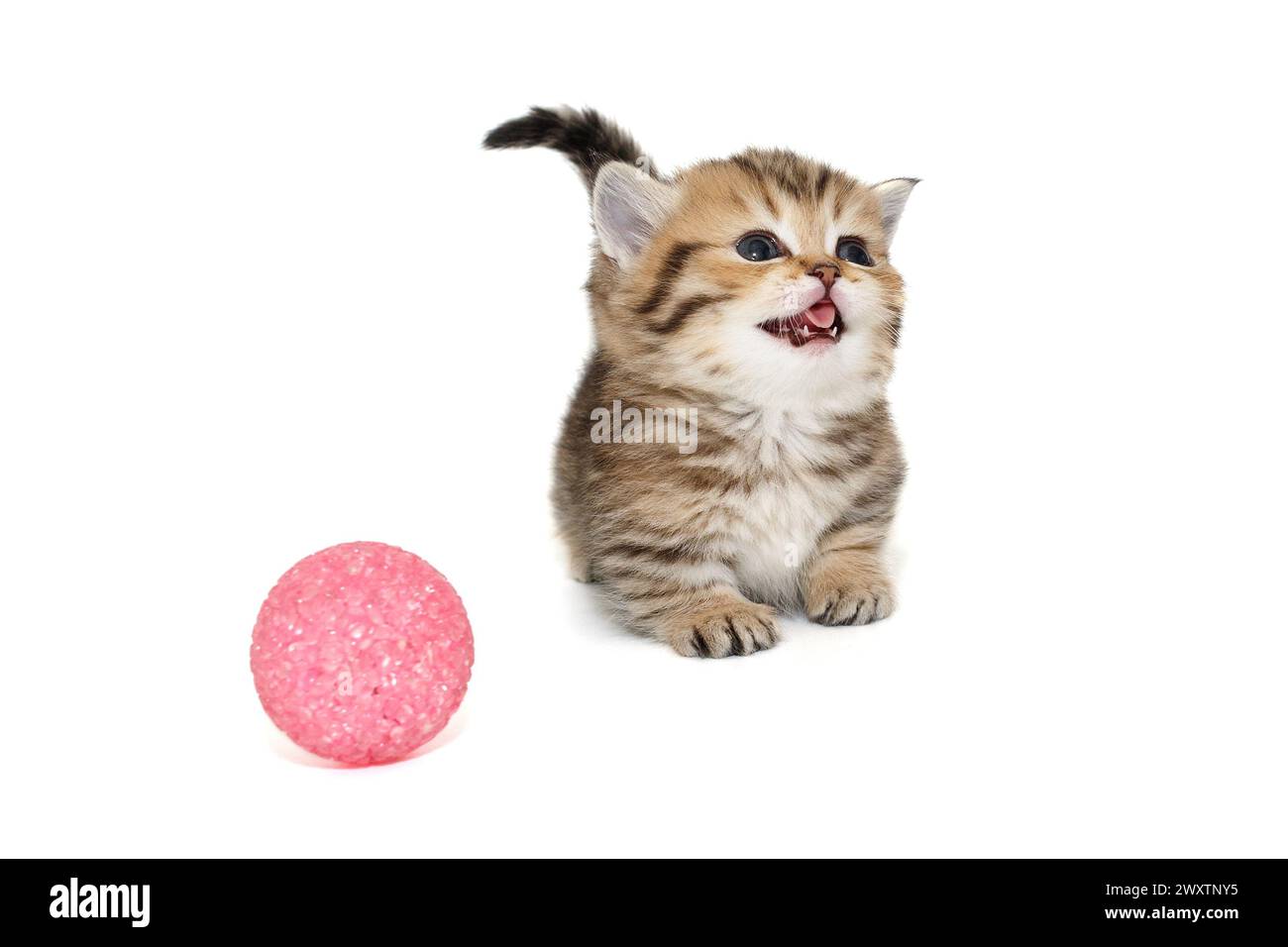 Petit chaton écossais miaule bruyamment à côté d'une boule, isolé sur un fond blanc. Banque D'Images
