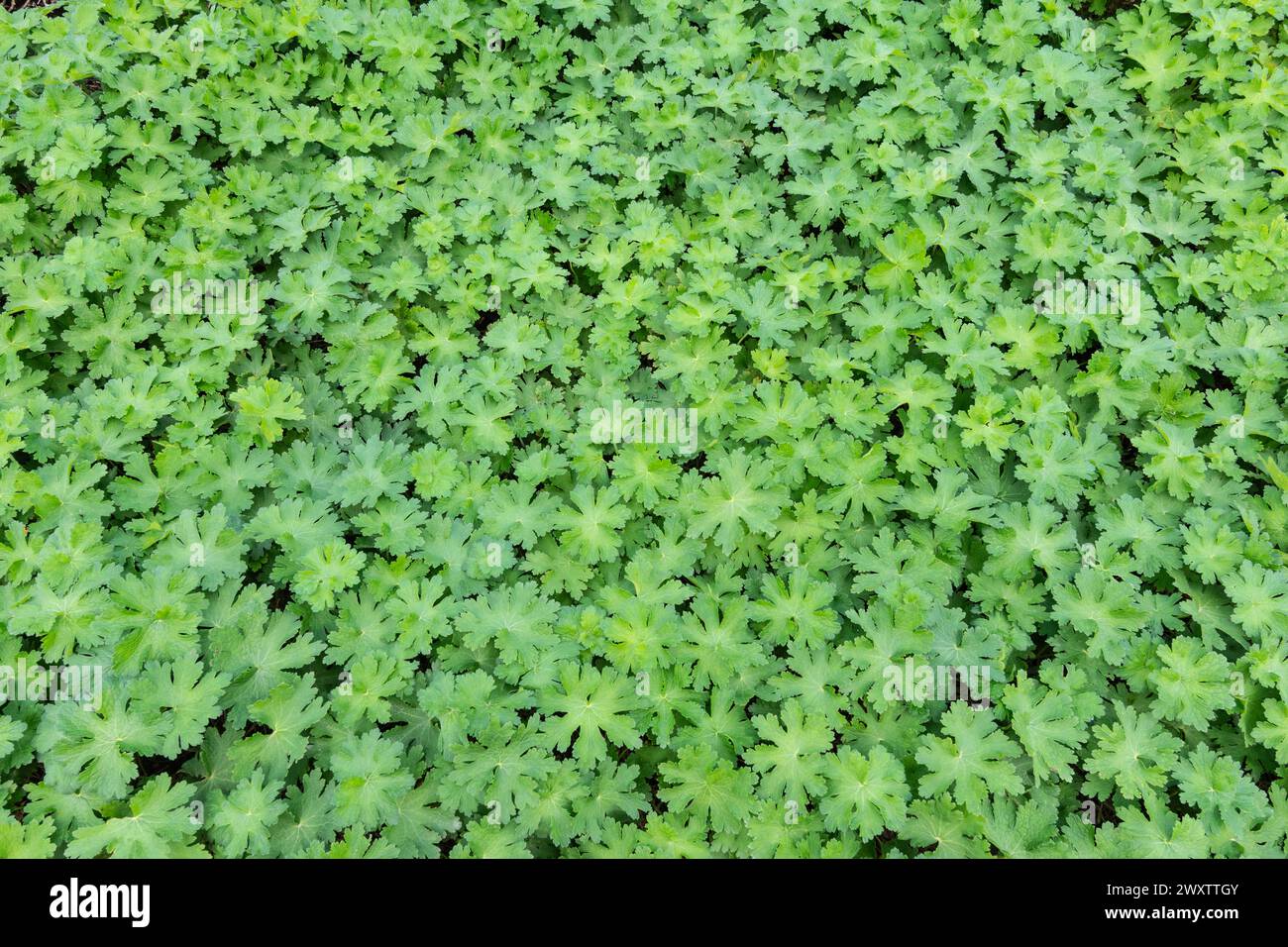 Fond de feuilles vertes de Geranium plante de couverture du sol. Banque D'Images