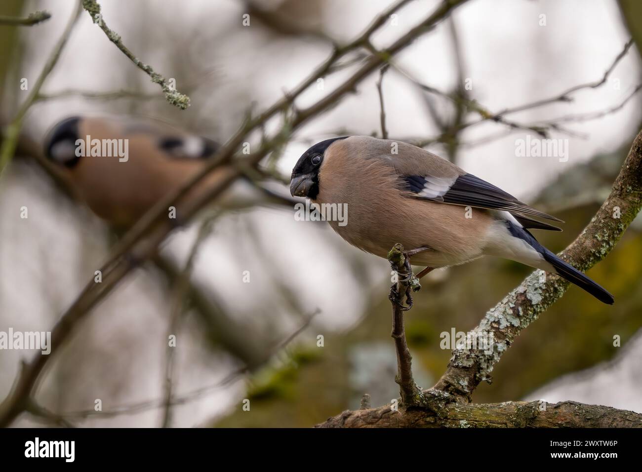 Eurasian Bullfinch - Pyrrhula pyrrhula, beau petit oiseau passereau coloré des forêts, forêts et jardins européens, Zlin, République tchèque. Banque D'Images