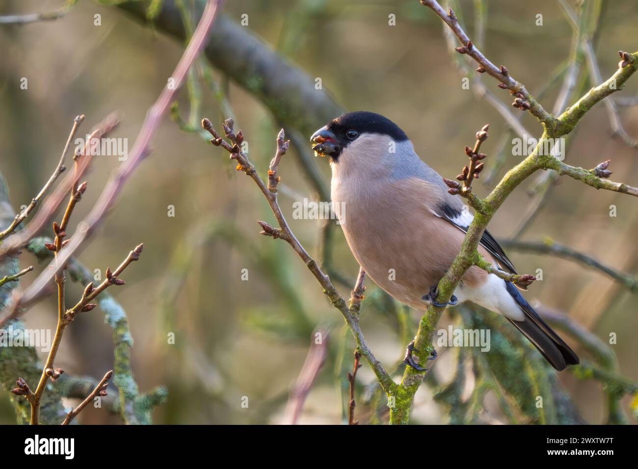 Eurasian Bullfinch - Pyrrhula pyrrhula, beau petit oiseau passereau coloré des forêts, forêts et jardins européens, Zlin, République tchèque. Banque D'Images