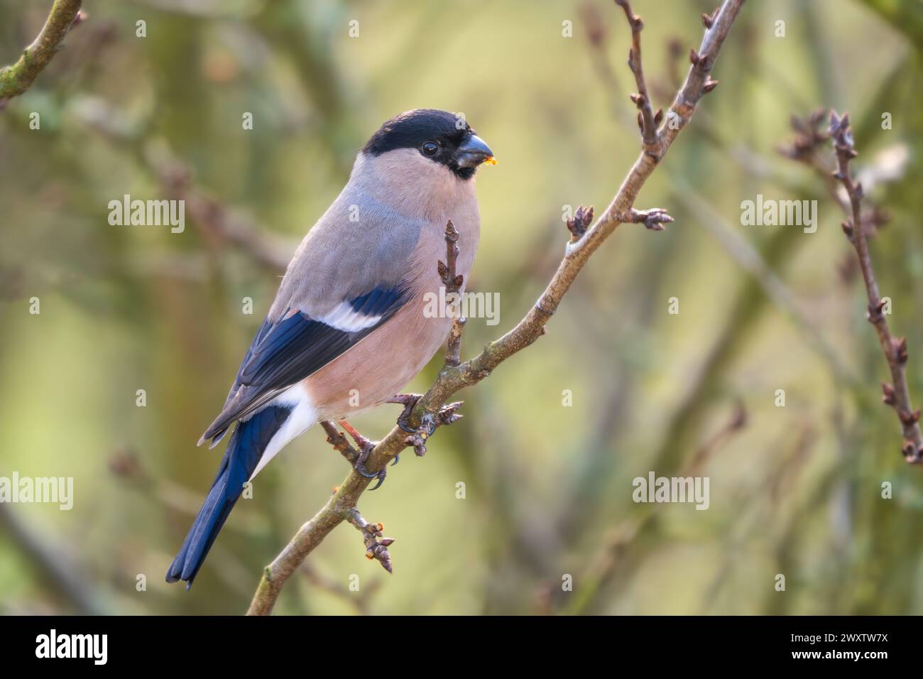 Eurasian Bullfinch - Pyrrhula pyrrhula, beau petit oiseau passereau coloré des forêts, forêts et jardins européens, Zlin, République tchèque. Banque D'Images