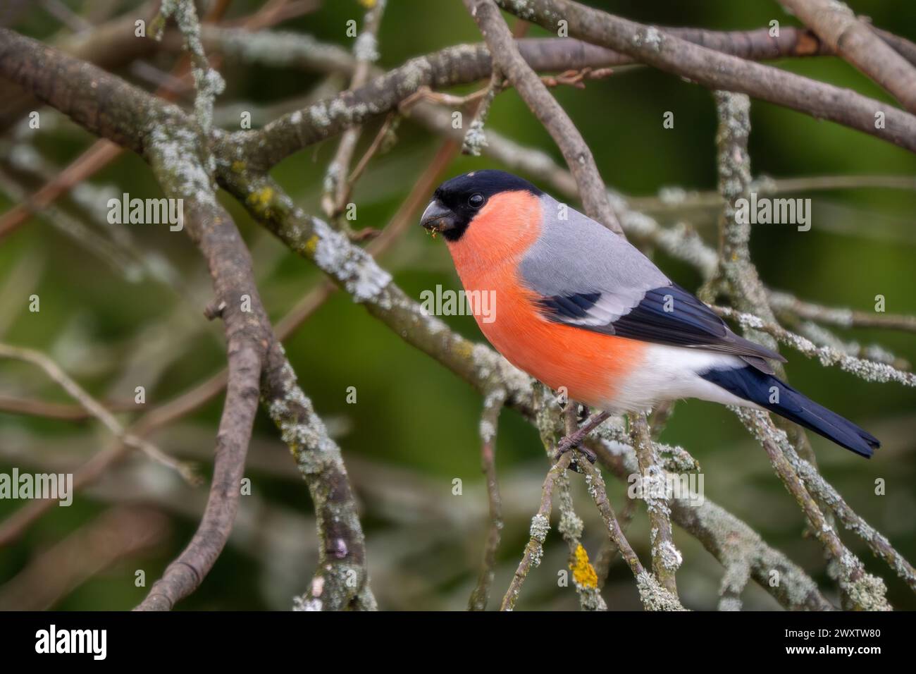 Eurasian Bullfinch - Pyrrhula pyrrhula, beau petit oiseau passereau coloré des forêts, forêts et jardins européens, Zlin, République tchèque. Banque D'Images