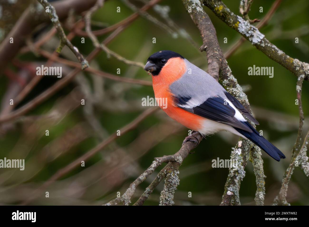 Eurasian Bullfinch - Pyrrhula pyrrhula, beau petit oiseau passereau coloré des forêts, forêts et jardins européens, Zlin, République tchèque. Banque D'Images