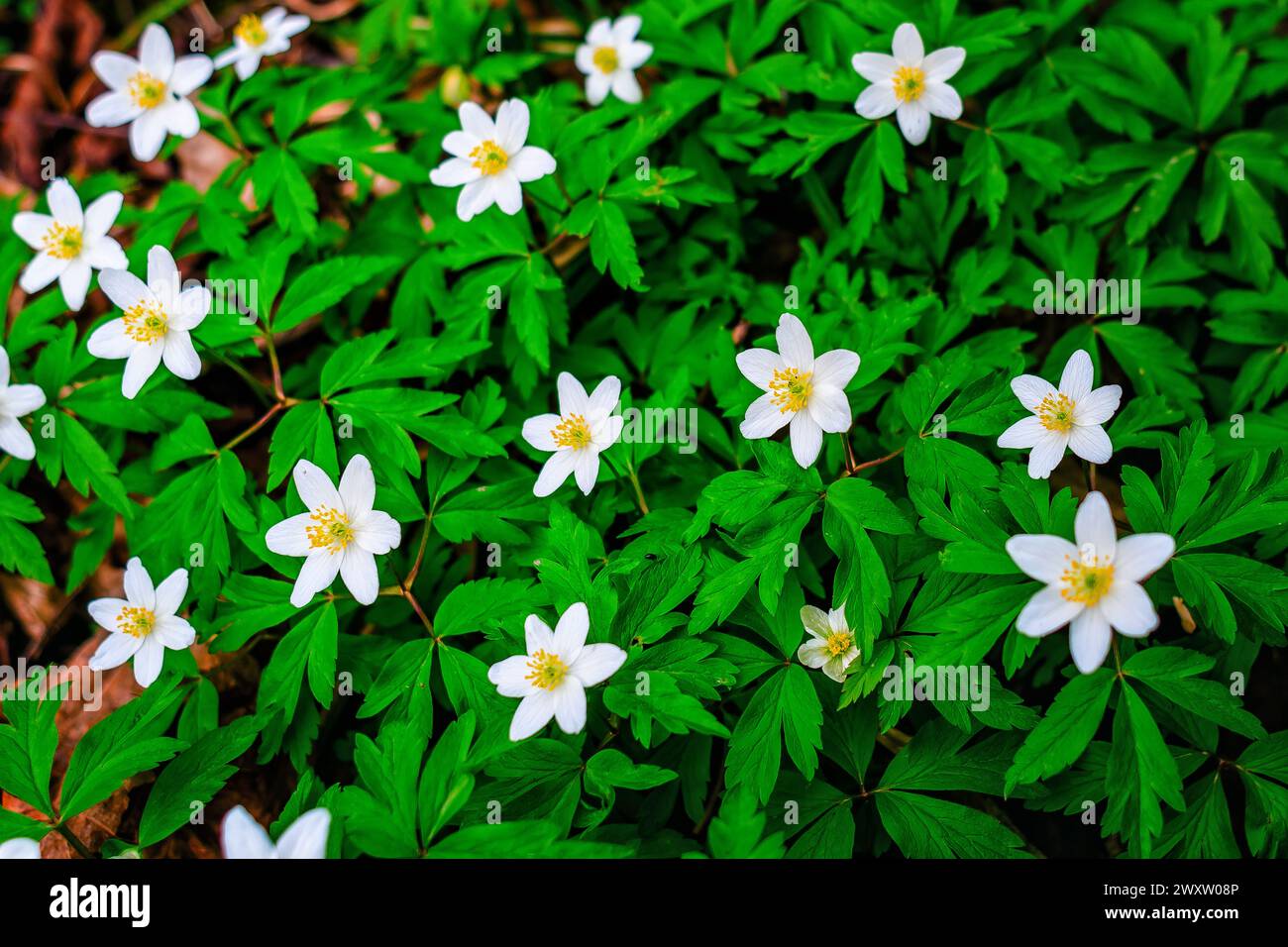 Anémone fleurs de forêt blanche avec des feuilles vertes Banque D'Images