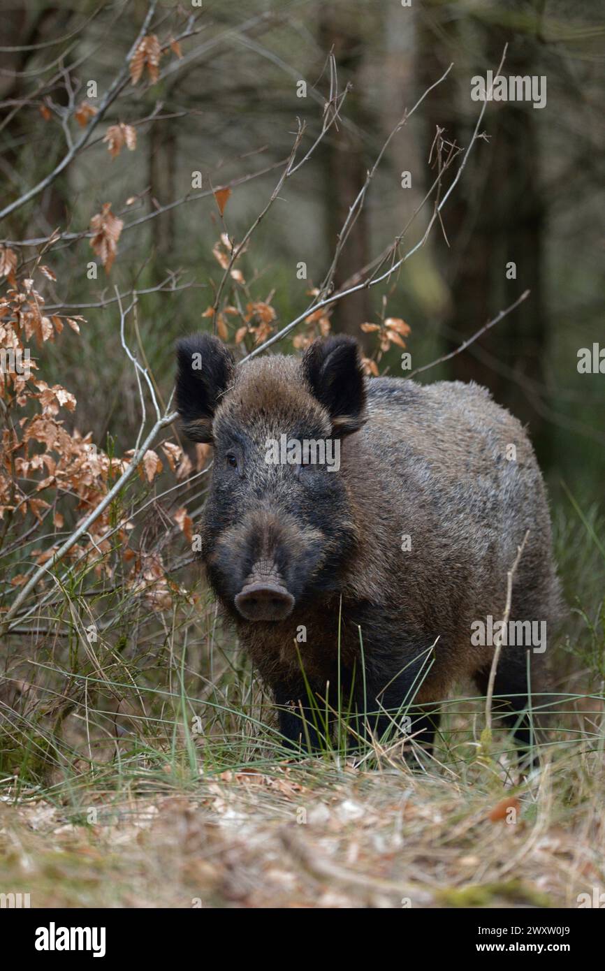 Sanglier surpris / porc sauvage / cochon de Férale ( sus scrofa ), rencontre à l'orée d'une forêt, observation, faune, Europe. Banque D'Images