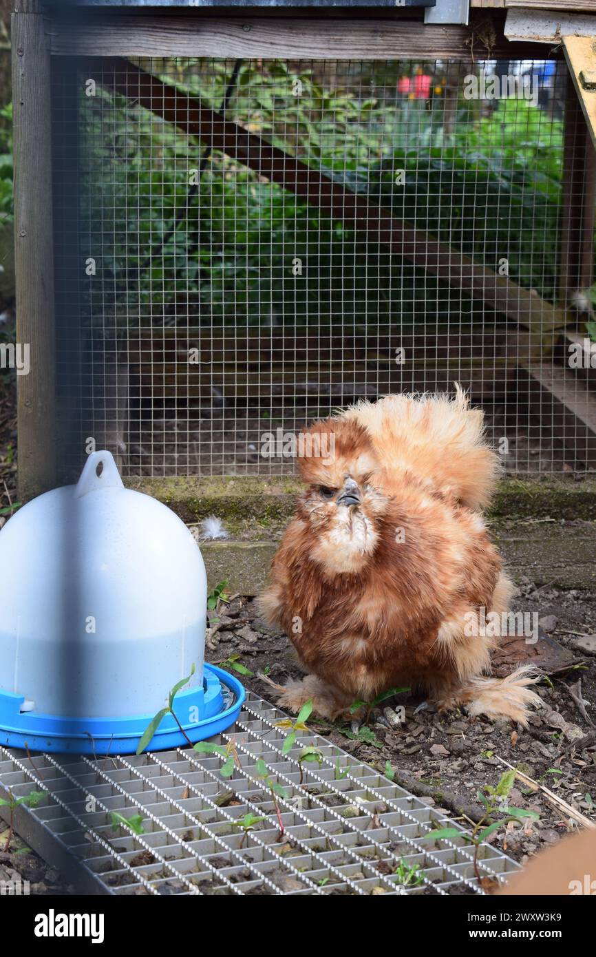 un poulet soyeux Banque D'Images