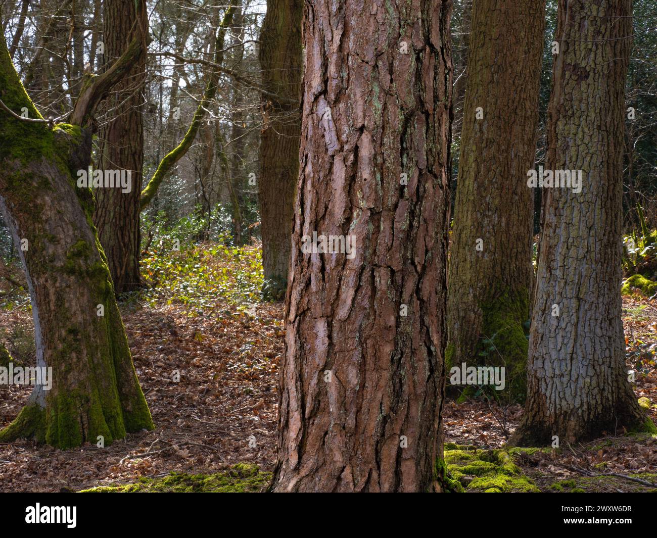 Différentes espèces d'arbres dans un groupe, montrant des textures d'écorce sur les troncs. Banque D'Images